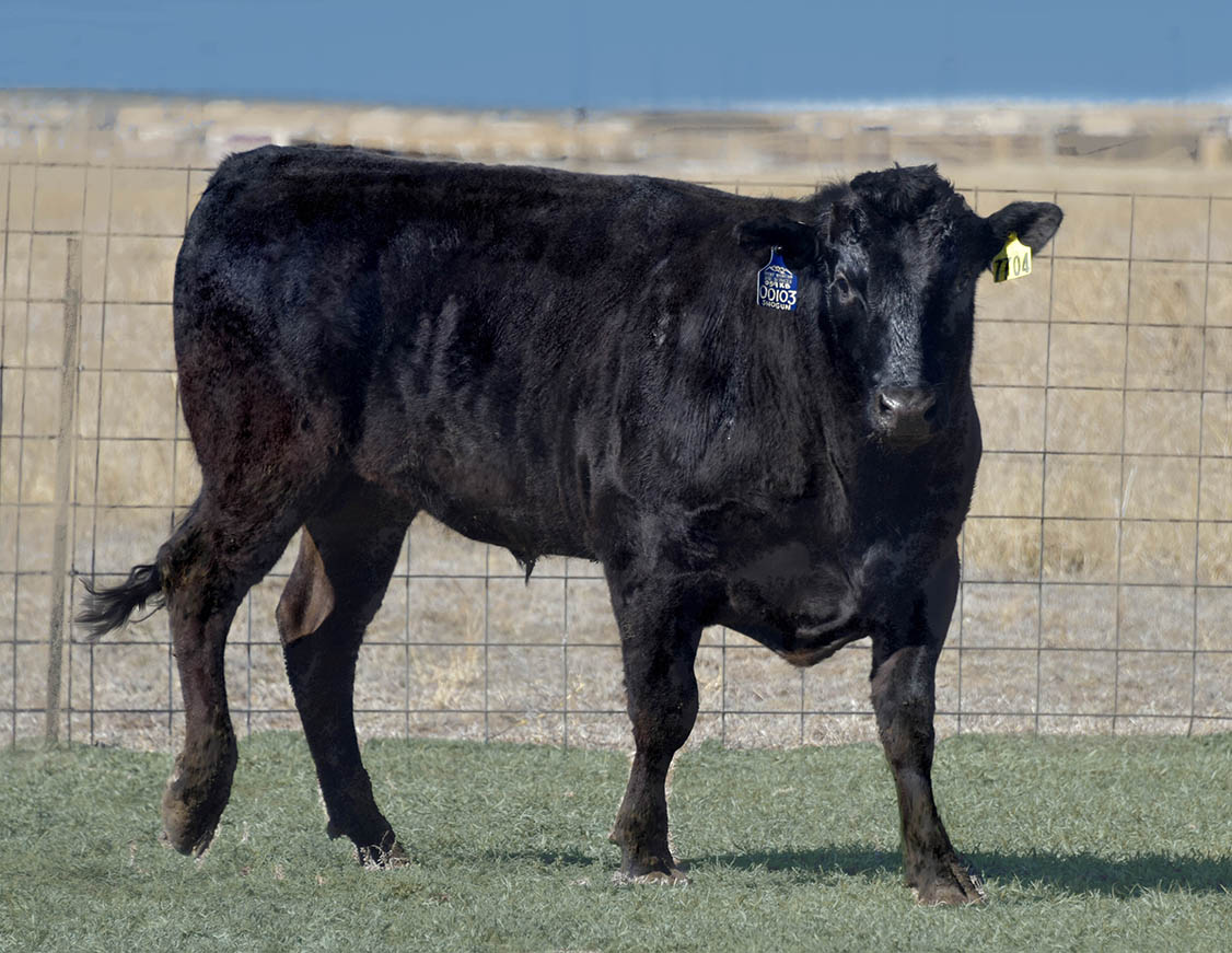 Shogun 7704  Black Wagyu Full Blood Bull Highest Seller in USA as a Two Year Old